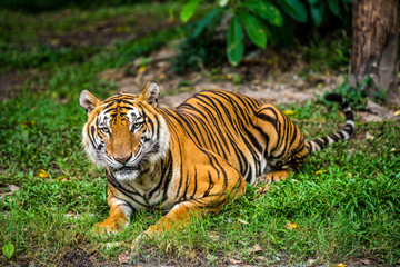 Bengal Tiger in forest