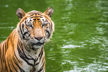 Fototapeta na wymiar Bengal Tiger in forest