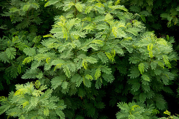Green leaf background