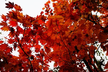 真っ赤な紅葉