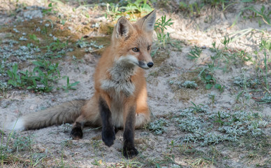 Red fox
