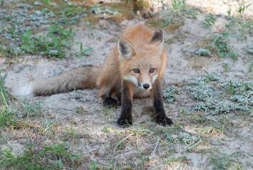 Red fox
