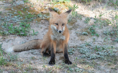 Red fox