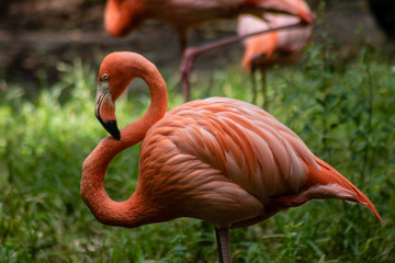 Caribbean flamingo