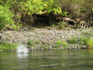 Rock Splash in River