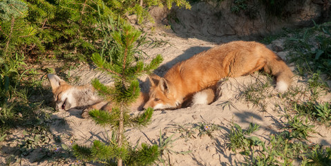 Red fox
