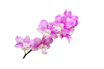 orchids flower isolated on white background
