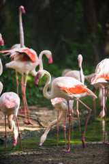 Flamingo bird day life with pond and trees in Dusit zoo, Bangkok.