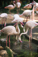 Fototapeta na wymiar Flamingo bird day life with pond and trees in Dusit zoo, Bangkok.