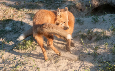 Red fox