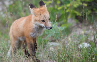 Red fox
