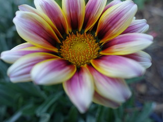 Pink and Yellow Flower