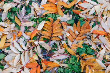 Orange autumn leaves background