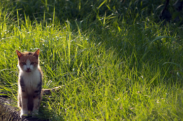 朝日に照らされるノラネコ