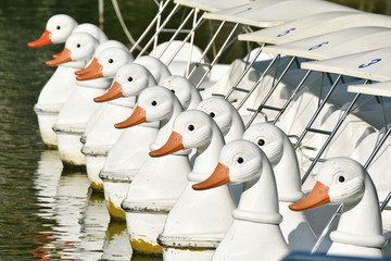 Pedal boat floating in lake, Duck spinning boat parked in line at city park, Sunshine day, Outdoor summer activity.
