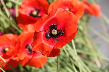 red and black flower