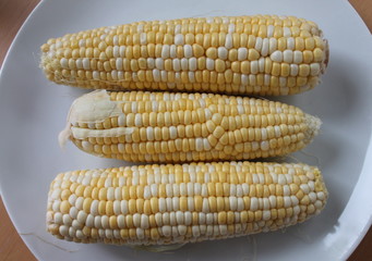 Uncooked corn on the cob on a plate