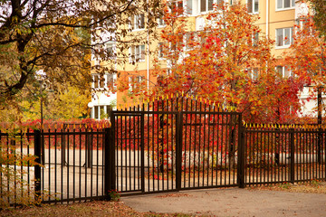 Autumn rowan on city streets. Red rowan in the autumn season on the background of urban houses. Iron gates adorn the city street, which houses houses and mountain ash.