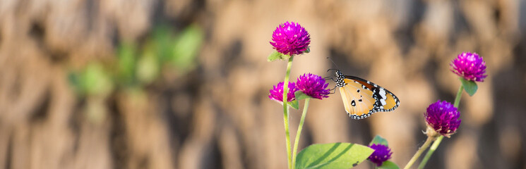 Schmetterling auf Blume im Panorama
