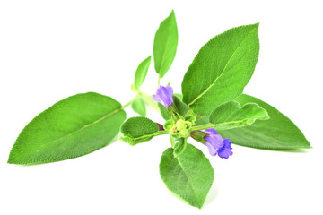 Isolated Sage Plant.