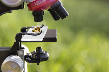 a microscope stands on a green background and on the glass lies a bee wasp insec