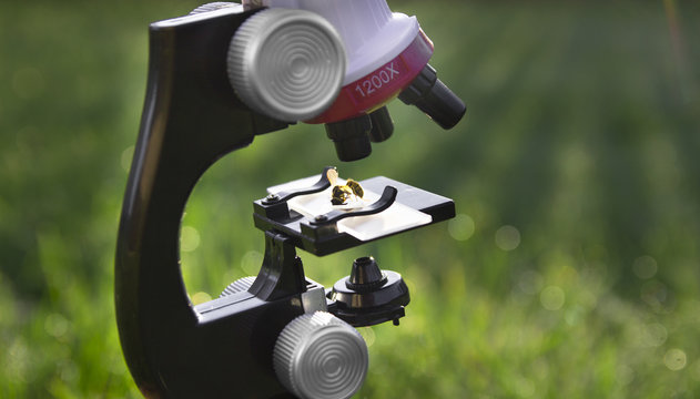 a microscope stands on a green background and on the glass lies a bee wasp insect