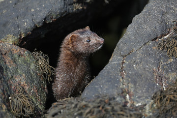 A wild Mink (Neovison vison) hunting in the rock pools on the beach for food in Scotland, UK.