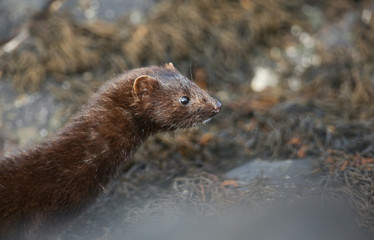 Obraz premium A wild Mink (Neovison vison) hunting in the rock pools on the beach for food in Scotland, UK.