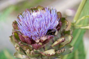 Pink blossom of a cardy in the botanical garden