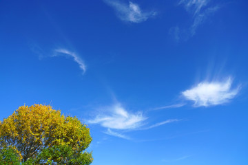 Obraz premium landscape of autumn yellow tree under blue sky