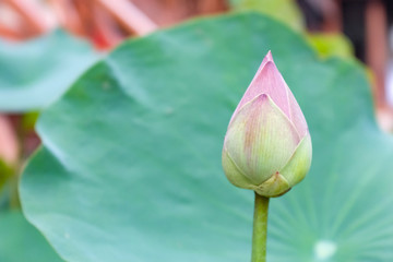 Close up of pink lotus flower with blurred background of green lotus leaf