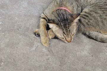 Fototapeta premium Domestic cat relaxing and sleeping on the floor.