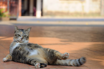 Beautiful leopard color cat which is three colored tabby cat wearing collar and small bell lying on the floor in the house. The cat doing funny & beauty acting for photographer to take a photo.