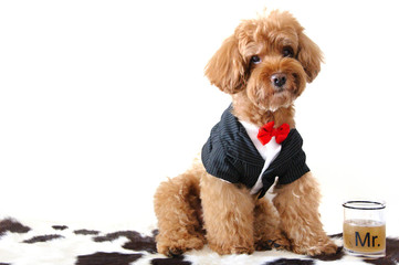 A brown poodle dog wearing tuxedo with a glass of drink that has a word “Mr. (Mister)” isolated on white background that have space for text.
