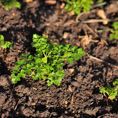 Curly parsley leaves closeup