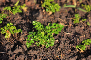 Parsley growing in garden