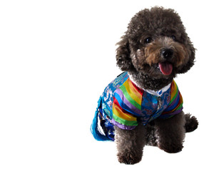 The photo of black poodle wearing Korean style dress for dog isolated on white background that have space for text.