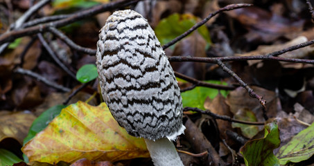 Spechttintling Pilz Waldboden