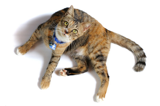 Partial focus of a playful brown color domestic cat looking up with dark shadow isolated on white background. The meaning of Thai word on blue sign at collar means hydrophobia.