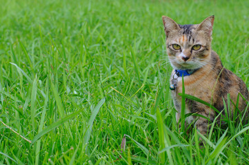 Naklejka na ściany i meble Adorable brown color domestic cat staring at camera when sitting on the green grass at backyard.