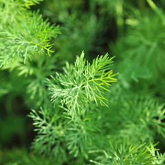 dill growing on the vegetable bed