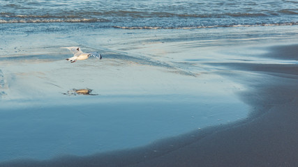 Seagull flying over the seashore