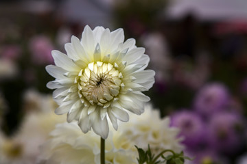 Close Up, Isolated View of Sunlit Dahlia Flower, White Petals with Out of Focus Garden in Background