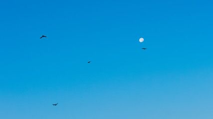 Birds and moon in the morning blue sky