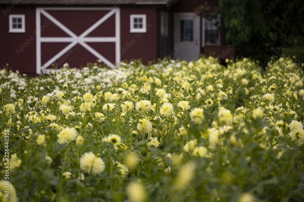 Wall mural A field of yellow dahlias with a red barn with white trim in background