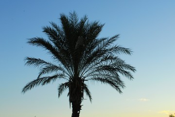 Fototapeta na wymiar Palm tree and sunset sky, Mediterranean coast