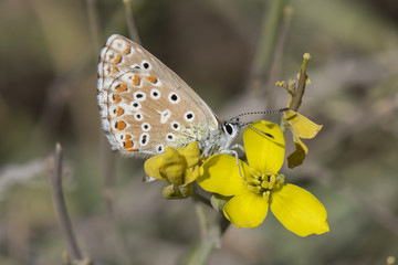 Lycaenidae / Çokgözlü Gök Mavisi / / Polyommatus bellargus