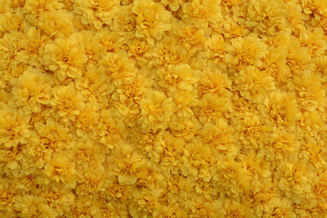 Group of yellow flowers background.