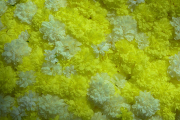 Group of yellow and white flowers background.