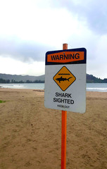 Shark sightings in area of tropical beach. - 226440987